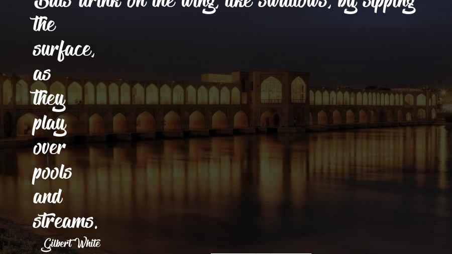 Gilbert White Quotes: Bats drink on the wing, like swallows, by sipping the surface, as they play over pools and streams.