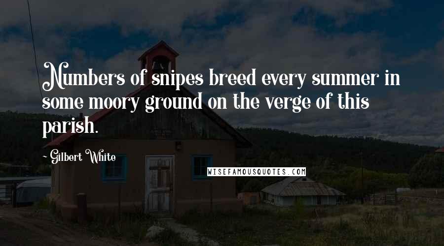 Gilbert White Quotes: Numbers of snipes breed every summer in some moory ground on the verge of this parish.