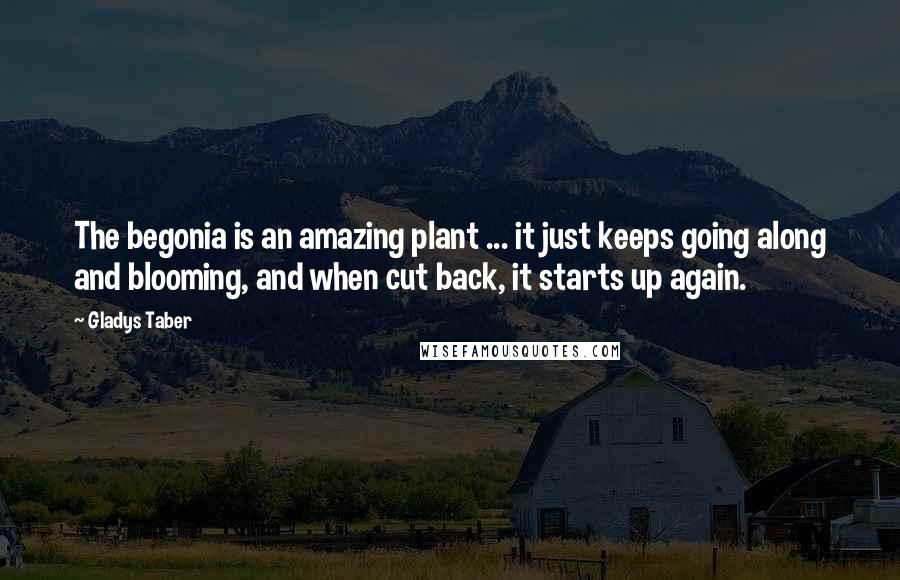 Gladys Taber Quotes: The begonia is an amazing plant ... it just keeps going along and blooming, and when cut back, it starts up again.