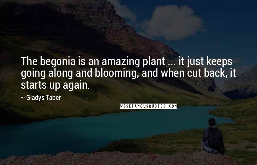 Gladys Taber Quotes: The begonia is an amazing plant ... it just keeps going along and blooming, and when cut back, it starts up again.