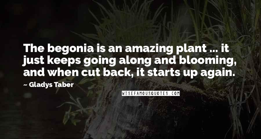 Gladys Taber Quotes: The begonia is an amazing plant ... it just keeps going along and blooming, and when cut back, it starts up again.