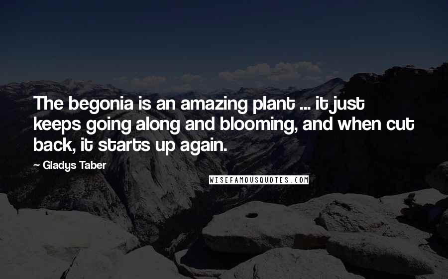 Gladys Taber Quotes: The begonia is an amazing plant ... it just keeps going along and blooming, and when cut back, it starts up again.