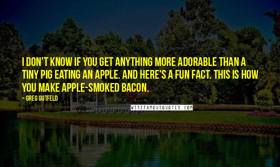 Greg Gutfeld Quotes: I don't know if you get anything more adorable than a tiny pig eating an apple. And here's a fun fact. This is how you make apple-smoked bacon.