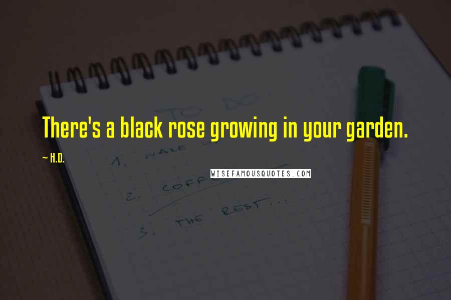 H.D. Quotes: There's a black rose growing in your garden.