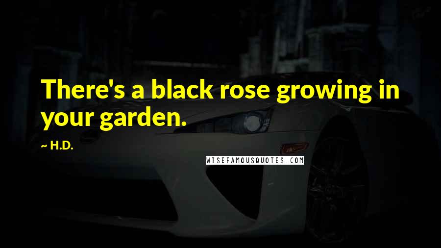 H.D. Quotes: There's a black rose growing in your garden.