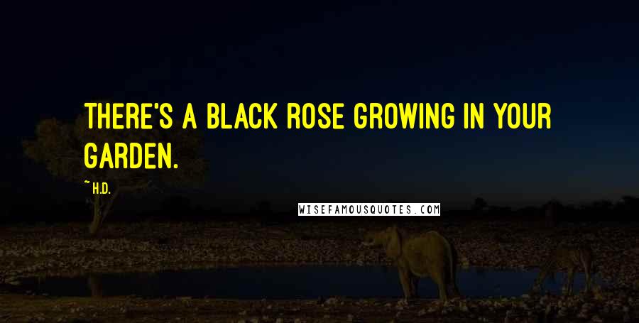 H.D. Quotes: There's a black rose growing in your garden.