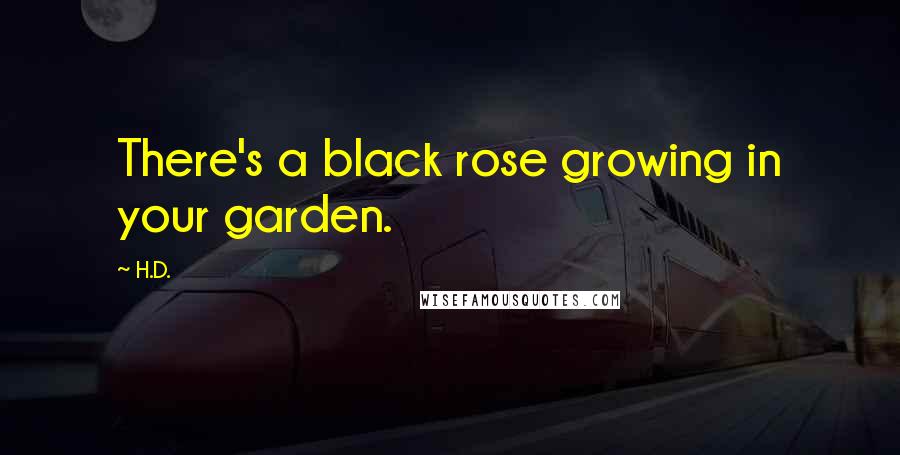 H.D. Quotes: There's a black rose growing in your garden.