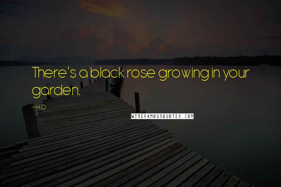 H.D. Quotes: There's a black rose growing in your garden.