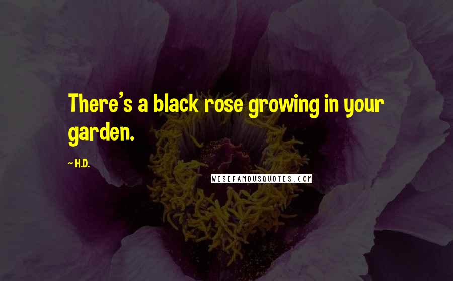 H.D. Quotes: There's a black rose growing in your garden.