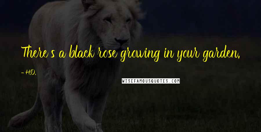 H.D. Quotes: There's a black rose growing in your garden.