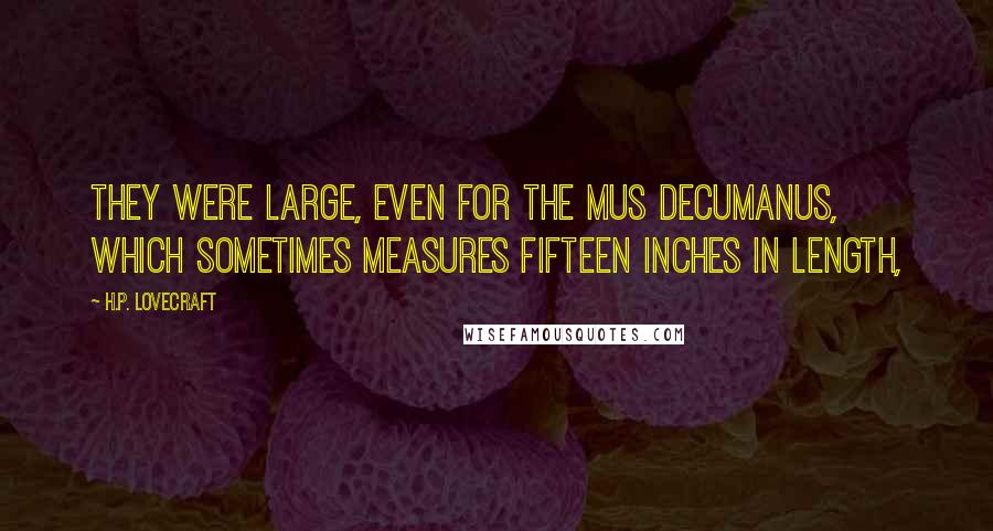 H.P. Lovecraft Quotes: They were large, even for the mus decumanus, which sometimes measures fifteen inches in length,