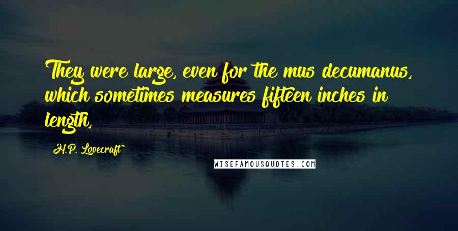 H.P. Lovecraft Quotes: They were large, even for the mus decumanus, which sometimes measures fifteen inches in length,