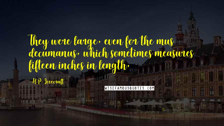 H.P. Lovecraft Quotes: They were large, even for the mus decumanus, which sometimes measures fifteen inches in length,