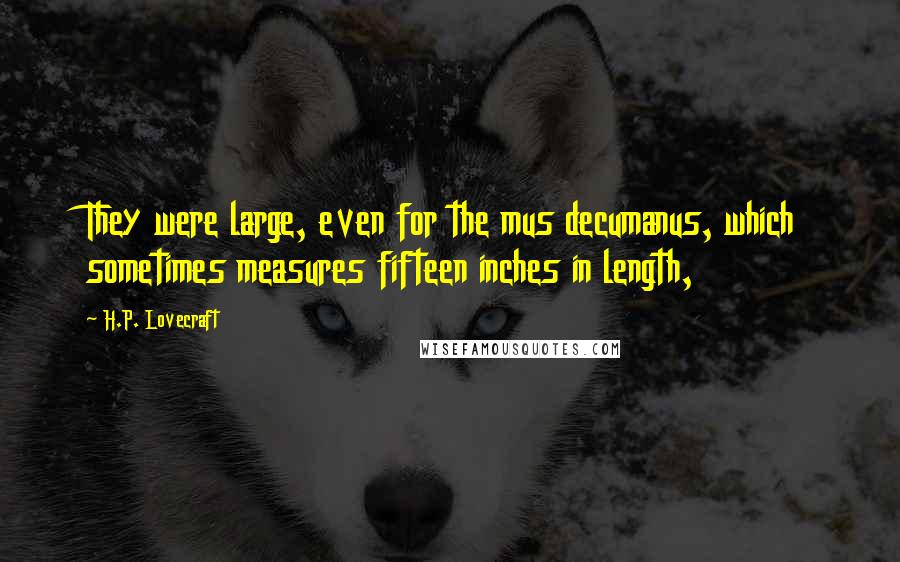 H.P. Lovecraft Quotes: They were large, even for the mus decumanus, which sometimes measures fifteen inches in length,