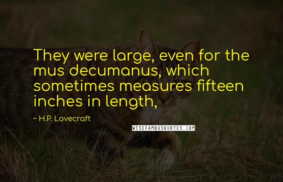 H.P. Lovecraft Quotes: They were large, even for the mus decumanus, which sometimes measures fifteen inches in length,