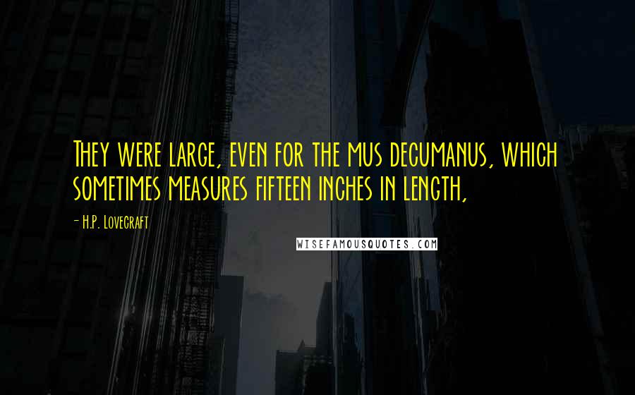 H.P. Lovecraft Quotes: They were large, even for the mus decumanus, which sometimes measures fifteen inches in length,