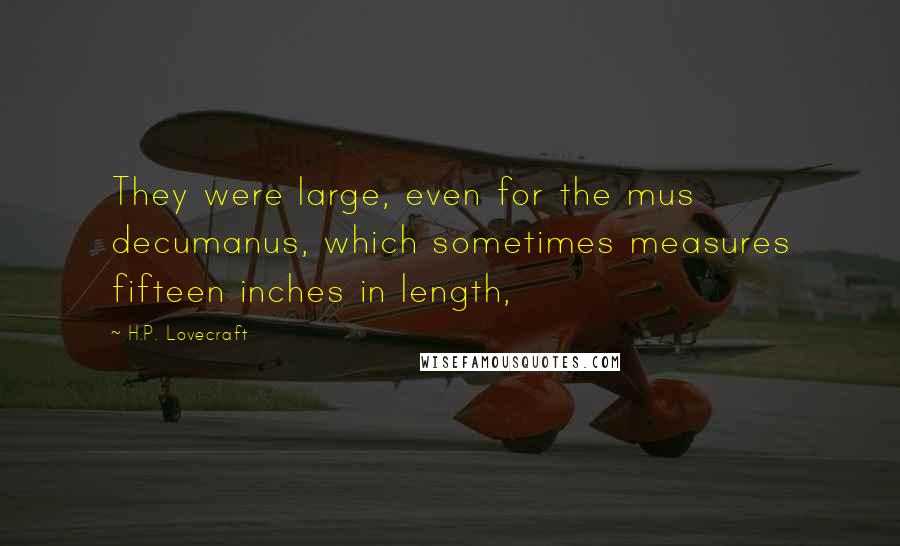 H.P. Lovecraft Quotes: They were large, even for the mus decumanus, which sometimes measures fifteen inches in length,