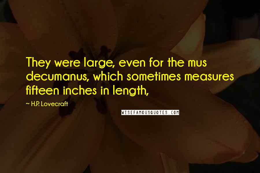 H.P. Lovecraft Quotes: They were large, even for the mus decumanus, which sometimes measures fifteen inches in length,