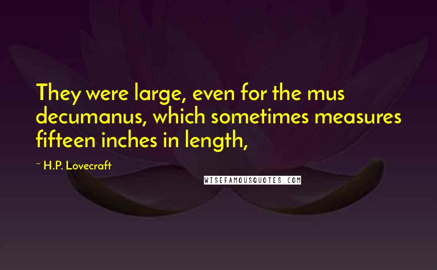 H.P. Lovecraft Quotes: They were large, even for the mus decumanus, which sometimes measures fifteen inches in length,