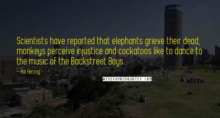 Hal Herzog Quotes: Scientists have reported that elephants grieve their dead, monkeys perceive injustice and cockatoos like to dance to the music of the Backstreet Boys.