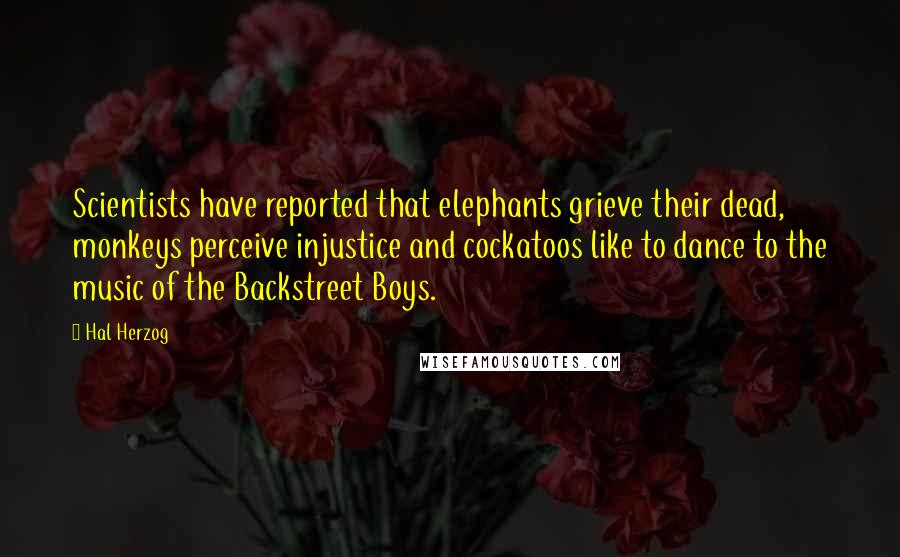 Hal Herzog Quotes: Scientists have reported that elephants grieve their dead, monkeys perceive injustice and cockatoos like to dance to the music of the Backstreet Boys.