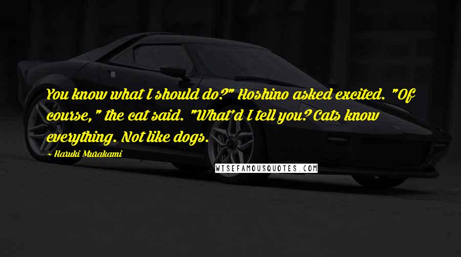 Haruki Murakami Quotes: You know what I should do?" Hoshino asked excited. "Of course," the cat said. "What'd I tell you? Cats know everything. Not like dogs.
