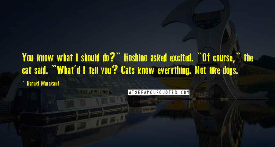 Haruki Murakami Quotes: You know what I should do?" Hoshino asked excited. "Of course," the cat said. "What'd I tell you? Cats know everything. Not like dogs.