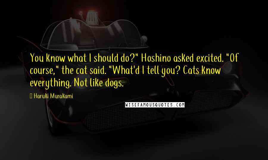 Haruki Murakami Quotes: You know what I should do?" Hoshino asked excited. "Of course," the cat said. "What'd I tell you? Cats know everything. Not like dogs.