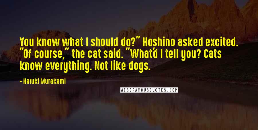 Haruki Murakami Quotes: You know what I should do?" Hoshino asked excited. "Of course," the cat said. "What'd I tell you? Cats know everything. Not like dogs.