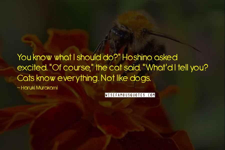 Haruki Murakami Quotes: You know what I should do?" Hoshino asked excited. "Of course," the cat said. "What'd I tell you? Cats know everything. Not like dogs.