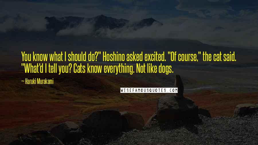 Haruki Murakami Quotes: You know what I should do?" Hoshino asked excited. "Of course," the cat said. "What'd I tell you? Cats know everything. Not like dogs.