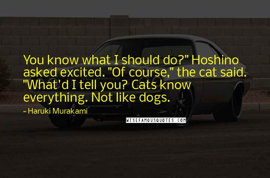 Haruki Murakami Quotes: You know what I should do?" Hoshino asked excited. "Of course," the cat said. "What'd I tell you? Cats know everything. Not like dogs.