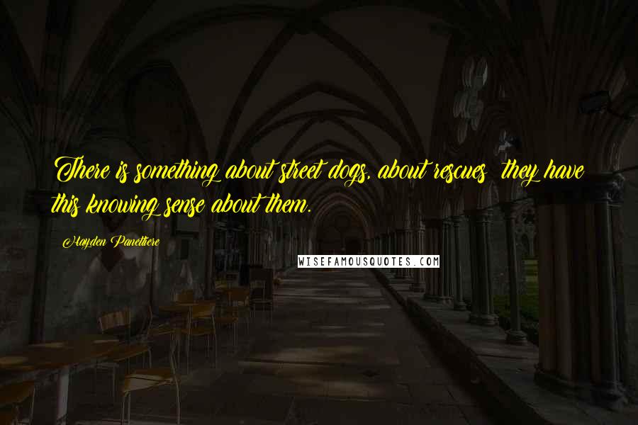 Hayden Panettiere Quotes: There is something about street dogs, about rescues; they have this knowing sense about them.