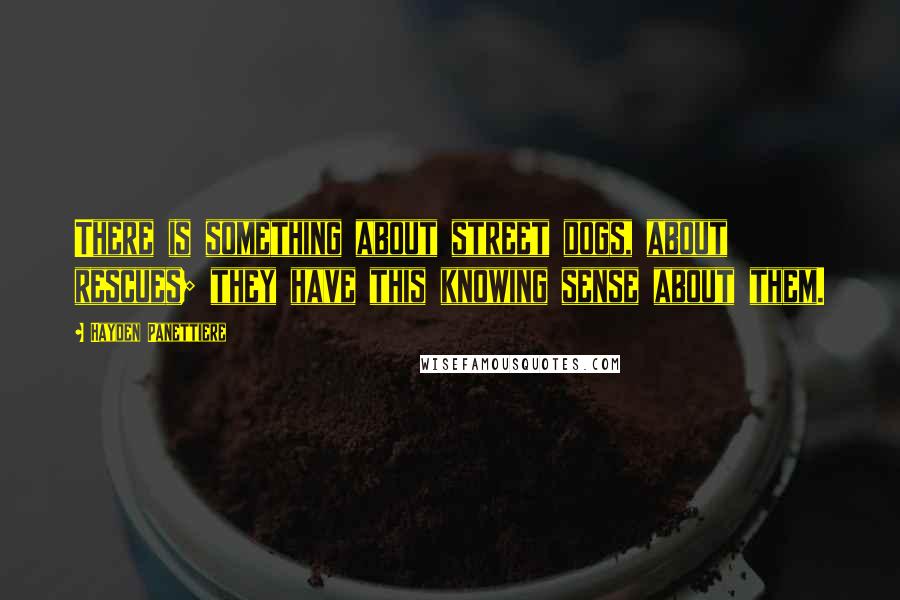 Hayden Panettiere Quotes: There is something about street dogs, about rescues; they have this knowing sense about them.
