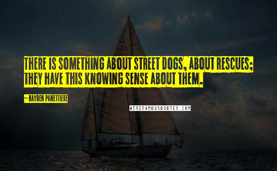 Hayden Panettiere Quotes: There is something about street dogs, about rescues; they have this knowing sense about them.