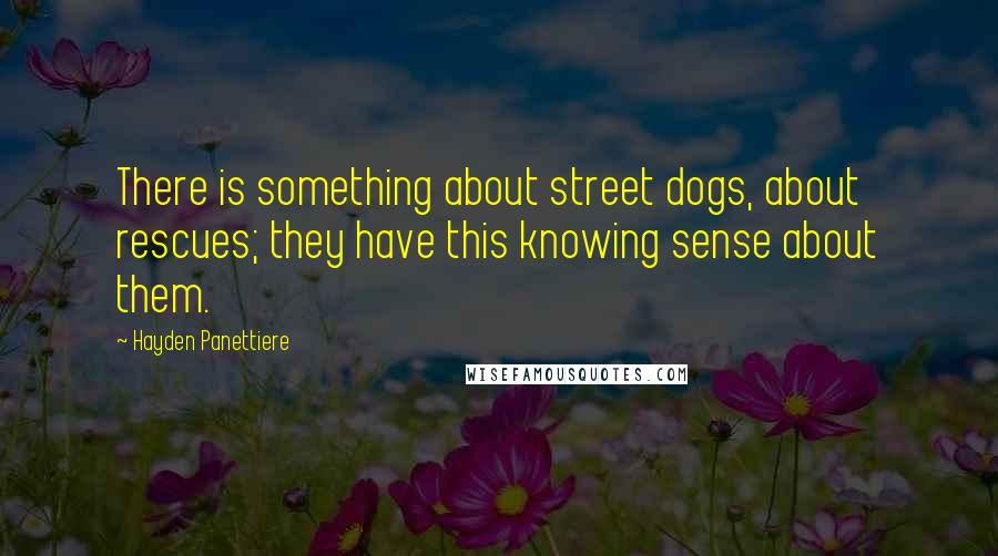 Hayden Panettiere Quotes: There is something about street dogs, about rescues; they have this knowing sense about them.