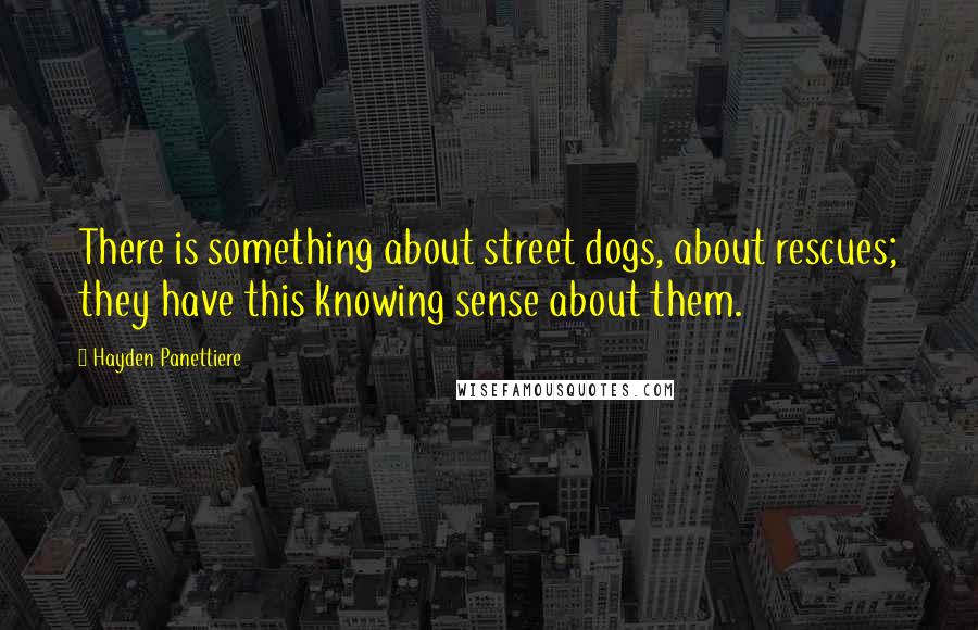 Hayden Panettiere Quotes: There is something about street dogs, about rescues; they have this knowing sense about them.