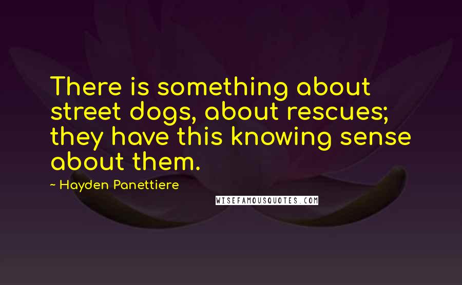 Hayden Panettiere Quotes: There is something about street dogs, about rescues; they have this knowing sense about them.