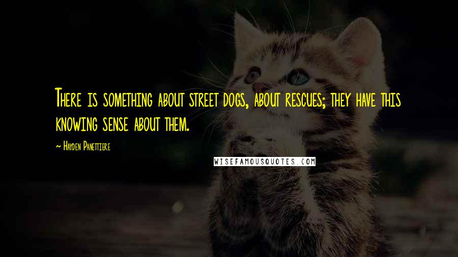 Hayden Panettiere Quotes: There is something about street dogs, about rescues; they have this knowing sense about them.