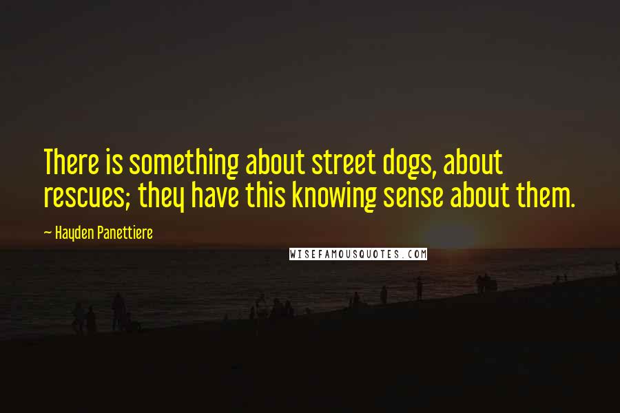 Hayden Panettiere Quotes: There is something about street dogs, about rescues; they have this knowing sense about them.