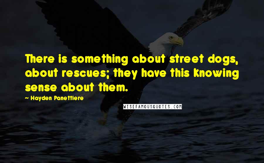 Hayden Panettiere Quotes: There is something about street dogs, about rescues; they have this knowing sense about them.