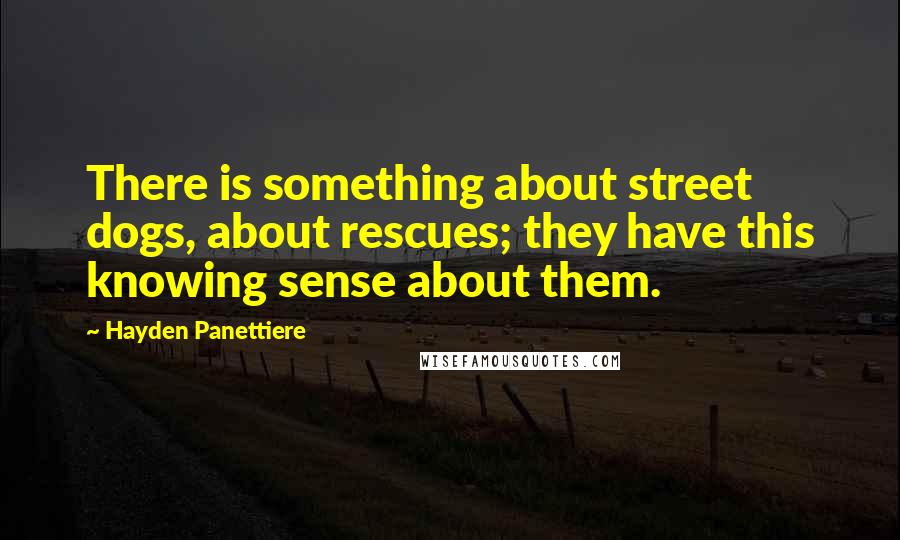 Hayden Panettiere Quotes: There is something about street dogs, about rescues; they have this knowing sense about them.