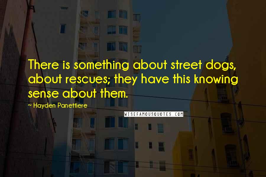 Hayden Panettiere Quotes: There is something about street dogs, about rescues; they have this knowing sense about them.