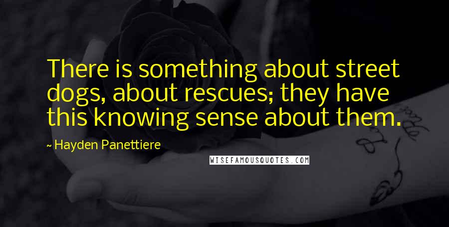 Hayden Panettiere Quotes: There is something about street dogs, about rescues; they have this knowing sense about them.