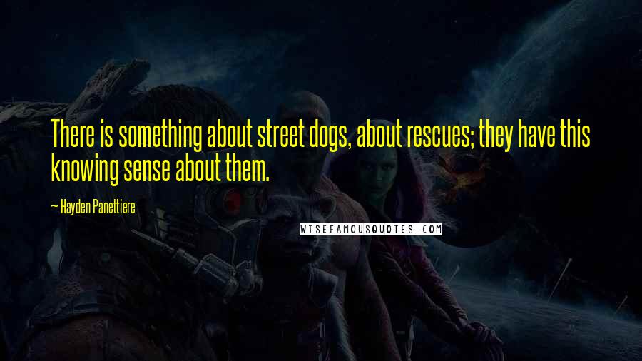 Hayden Panettiere Quotes: There is something about street dogs, about rescues; they have this knowing sense about them.