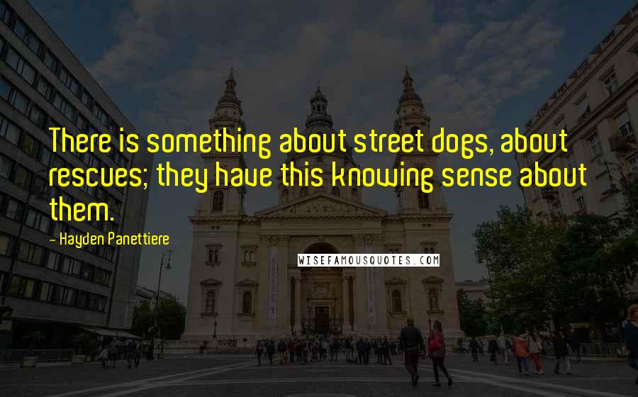 Hayden Panettiere Quotes: There is something about street dogs, about rescues; they have this knowing sense about them.