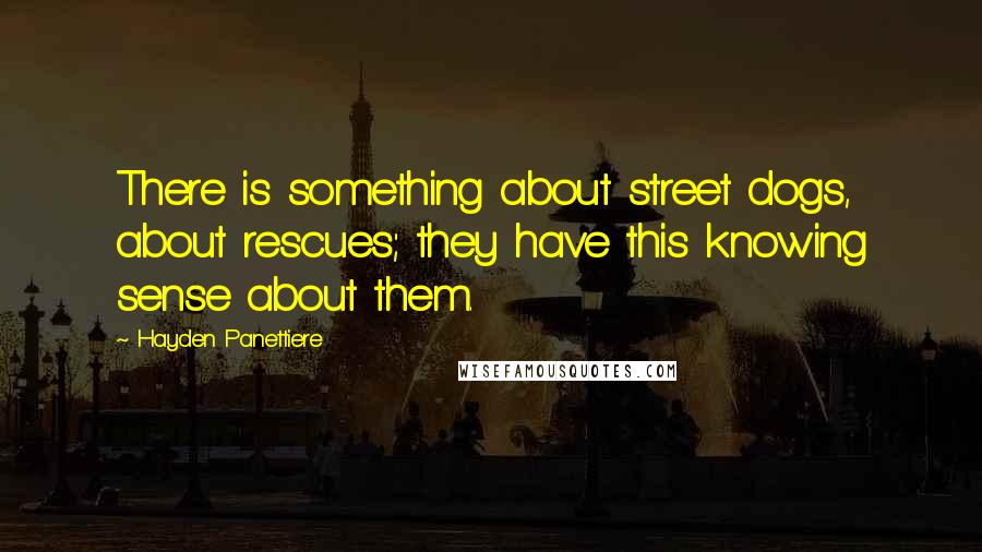 Hayden Panettiere Quotes: There is something about street dogs, about rescues; they have this knowing sense about them.