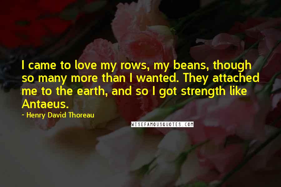 Henry David Thoreau Quotes: I came to love my rows, my beans, though so many more than I wanted. They attached me to the earth, and so I got strength like Antaeus.