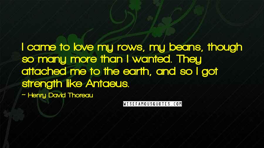 Henry David Thoreau Quotes: I came to love my rows, my beans, though so many more than I wanted. They attached me to the earth, and so I got strength like Antaeus.