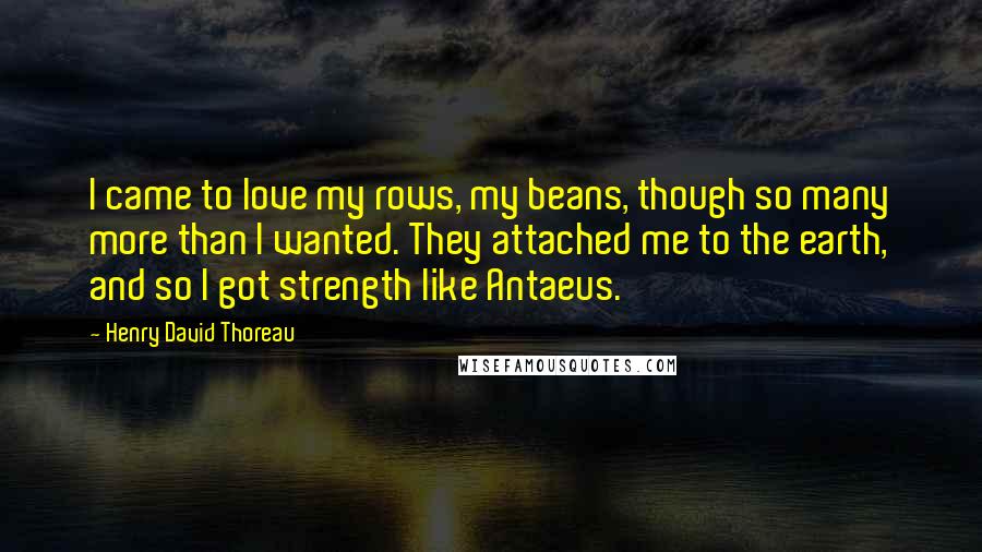 Henry David Thoreau Quotes: I came to love my rows, my beans, though so many more than I wanted. They attached me to the earth, and so I got strength like Antaeus.